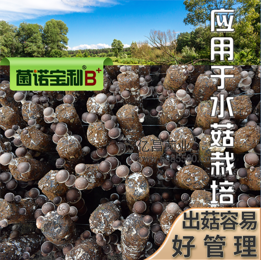 亿昌菌业菌诺宝利B+（网页-40）应用于水菇栽培，出菇容易好管理